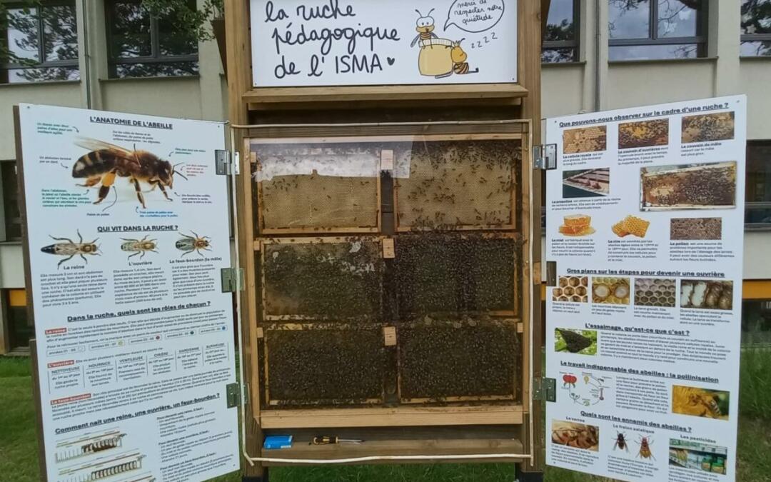 Une première à l’école fondamentale de l’ ISMA: création d’une ruche pédagogique verticale !