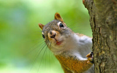 La nature au coeur de la ville